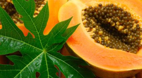 Tác dụng hay về đu đủ ít được nhắc đến - ảnh 1