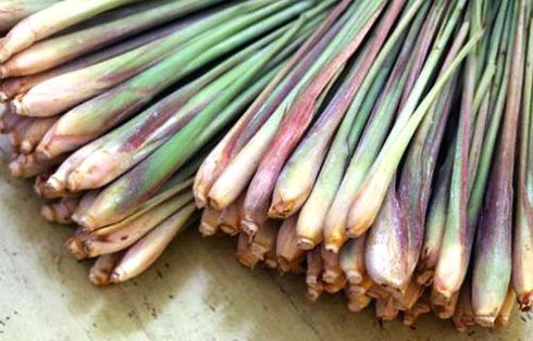 Một số bài thuốc trị chứng tiêu chảy - ảnh 3