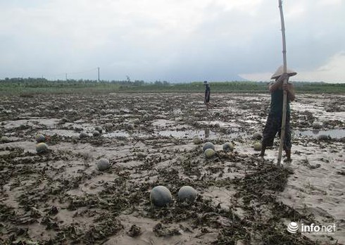 Bạn trẻ Quảng Nam giúp dân vùng lũ bán dưa hấu - ảnh 5