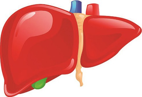 Vì sao gan là một bộ phận quan trọng của cơ thể? - ảnh 1