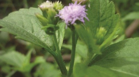 Chữa viêm xoang bằng cây cứt lợn - ảnh 1