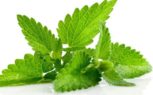 Các loại cây chữa bệnh dễ trồng tại nhà - ảnh 2
