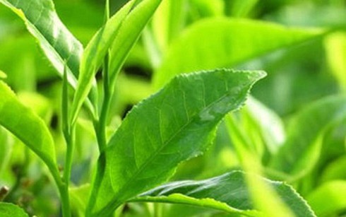 Các loại cây chữa bệnh dễ trồng tại nhà - ảnh 3