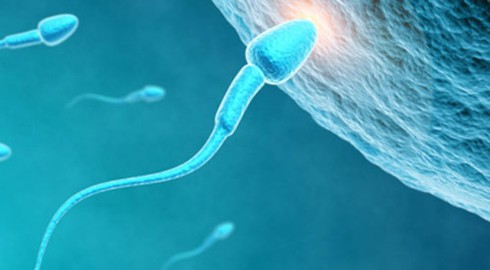 Tuổi thọ của tinh trùng phụ thuộc vào môi trường như thế nào? - ảnh 1