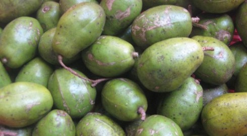 Công dụng của quả cóc và lưu ý khi ăn - ảnh 1