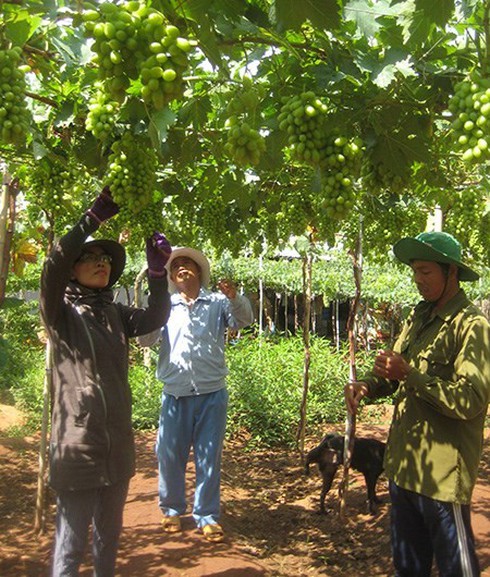 Khởi nghiệp bằng... nắng - ảnh 1