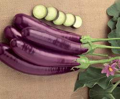 Chế biến cà tím chữa bệnh tăng huyết áp như thế nào? - ảnh 1