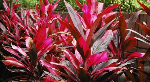 Một số cây thuốc có tác dụng cầm máu - ảnh 2