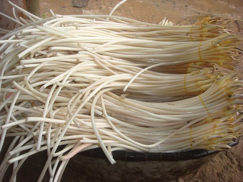 Một số cây thuốc có tác dụng cầm máu - ảnh 3