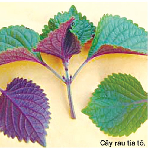 Cách sử dụng rau tía tô trị cảm cúm, hen, họ nặng - ảnh 1
