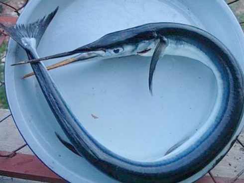 Kinh hoàng phát hiện sán trong cá nhái - ảnh 2