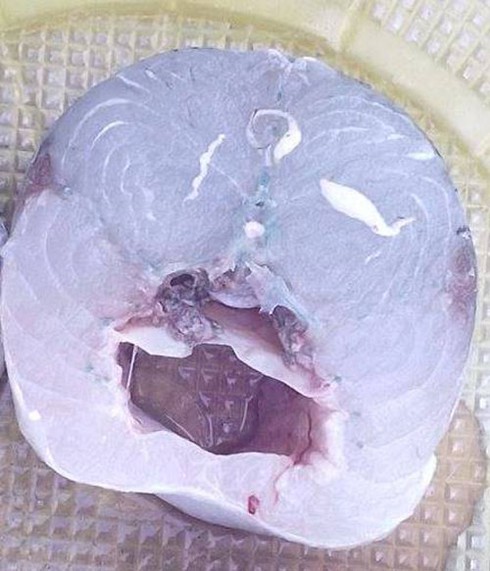 Kinh hoàng phát hiện sán trong cá nhái - ảnh 1