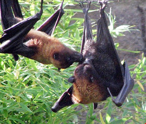 Tiết canh dơi độc như thế nào? - ảnh 1