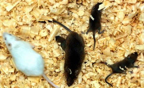 Nghiên cứu mới về tế bào phôi thai tạo hy vọng chữa khỏi vô sinh nam - ảnh 1