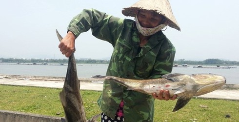 Nhiều tấn cá lồng chết bất thường ở cửa biển Thanh Hóa - ảnh 1
