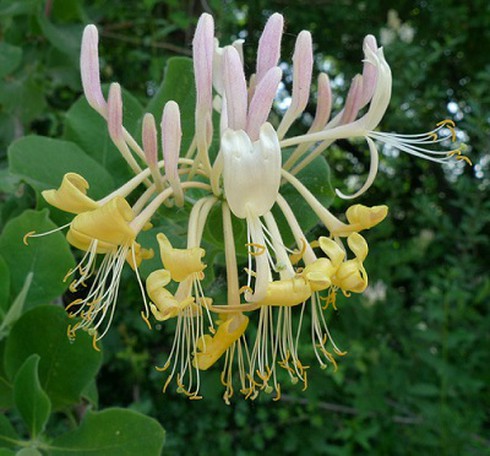 Bài thuốc chữa tắc tia sữa - ảnh 1