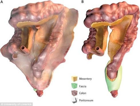 Phát hiện bộ phận mới trên cơ thể người: Mạc treo - ảnh 2