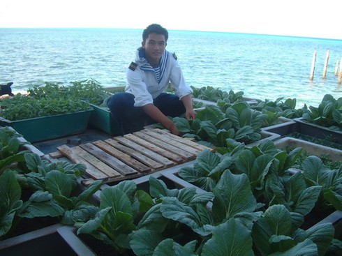 Sức sống nơi đảo xa