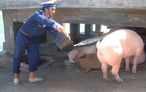 Sức sống nơi đảo xa