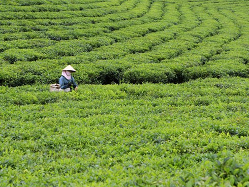 Ngân sách 2012 sẽ ưu tiên cho “tam nông”