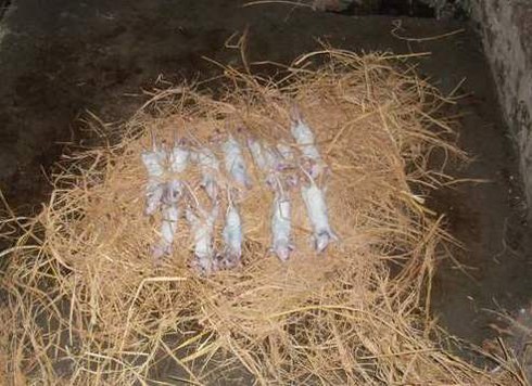 Xây nhà lầu, tậu xe hơi nhờ... chuột