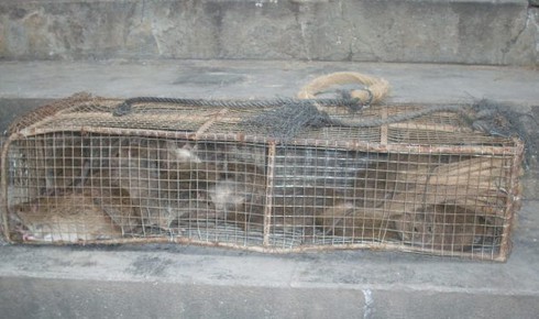 Xây nhà lầu, tậu xe hơi nhờ... chuột