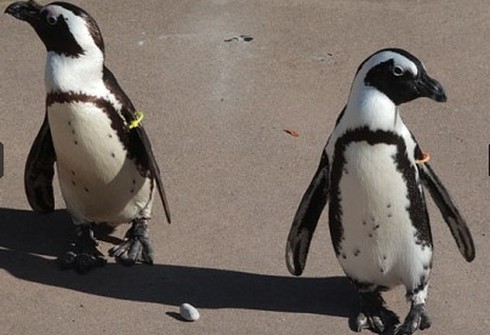 Tách cặp chim “đồng tính”