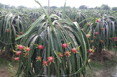 Bình Thuận: Thanh long trái vụ được giá