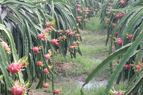 Bình Thuận: Thanh long trái vụ được giá