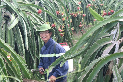 Bình Thuận: Thanh long trái vụ được giá