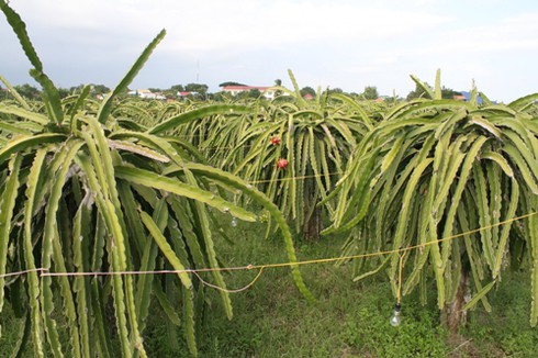 Bình Thuận: Thanh long trái vụ được giá