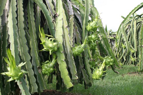 Bình Thuận: Thanh long trái vụ được giá