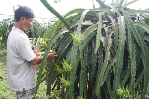 Bình Thuận: Thanh long trái vụ được giá