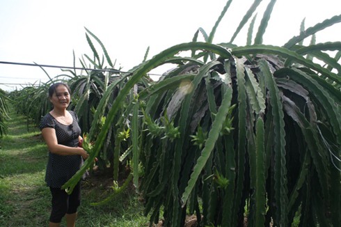 Bình Thuận: Thanh long trái vụ được giá