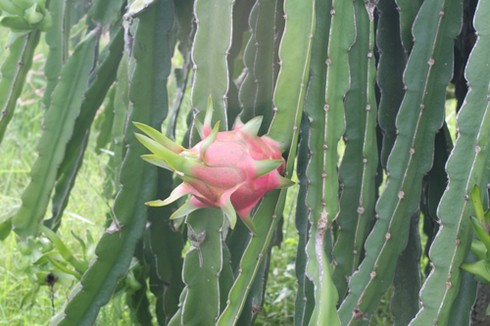 Bình Thuận: Thanh long trái vụ được giá