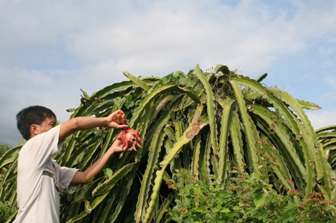 Bình Thuận: Thanh long trái vụ được giá