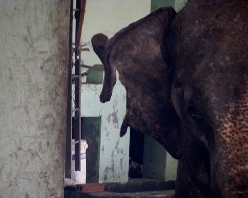 Xót xa voi Thủ Lệ gầy trơ xương