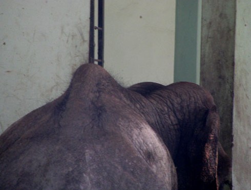 Xót xa voi Thủ Lệ gầy trơ xương