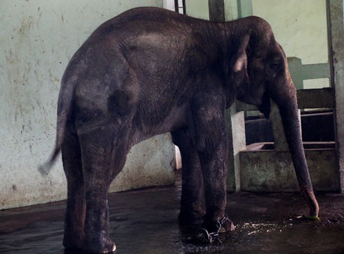 Voi gày trơ xương: Lãnh đạo vườn thú lên tiếng