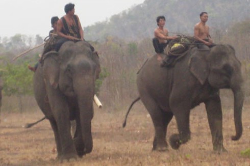 Xót xa voi Thủ Lệ gầy trơ xương