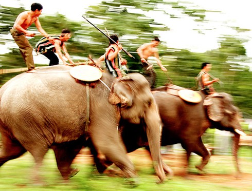 Xót xa voi Thủ Lệ gầy trơ xương