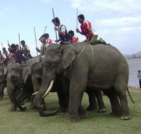 Xót xa voi Thủ Lệ gầy trơ xương