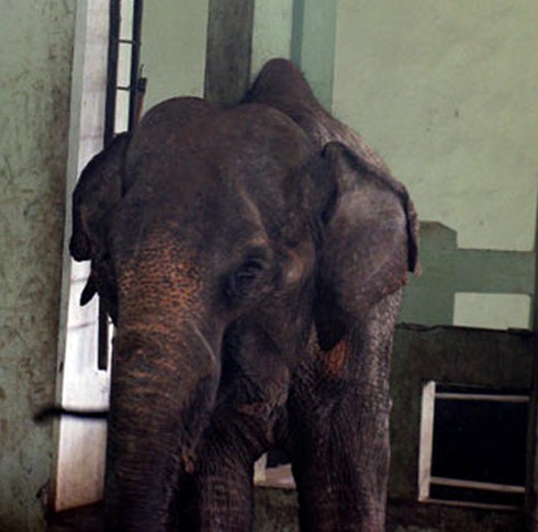 Xót xa voi Thủ Lệ gầy trơ xương