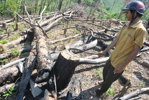 Miền Trung – Tây Nguyên: Lâm tặc ngày càng manh động