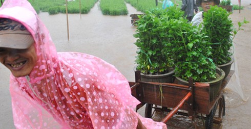 Quảng Ngãi: Người trồng hoa tết méo mặt vì mưa lũ