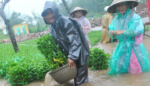 Quảng Ngãi: Người trồng hoa tết méo mặt vì mưa lũ
