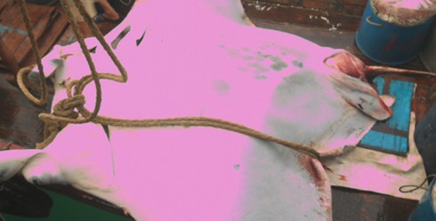 Ngư dân Lý Sơn bắt được cá to chưa từng thấy