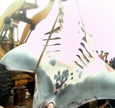 Ngư dân Lý Sơn bắt được cá to chưa từng thấy