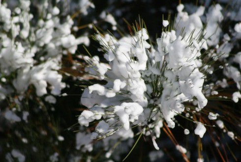 Tuyết sắp `rơi` ở Sài Gòn