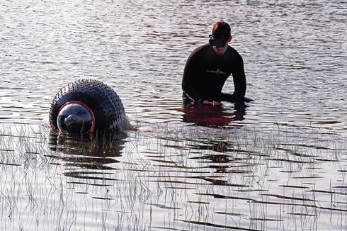 5 robot quân sự hiện đại và mới nhất của Mỹ